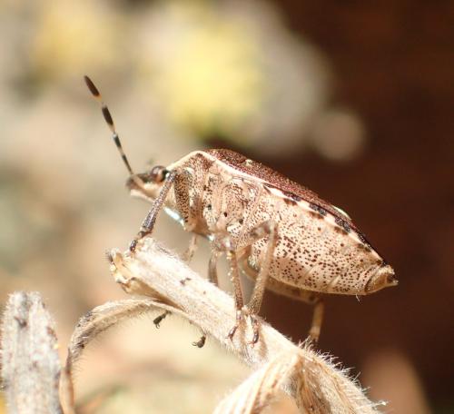 Réf. 270 067 : Holcostethus sphacelatus